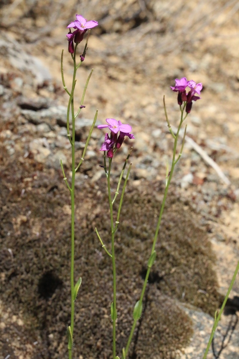Waldo Rockcress photo 3