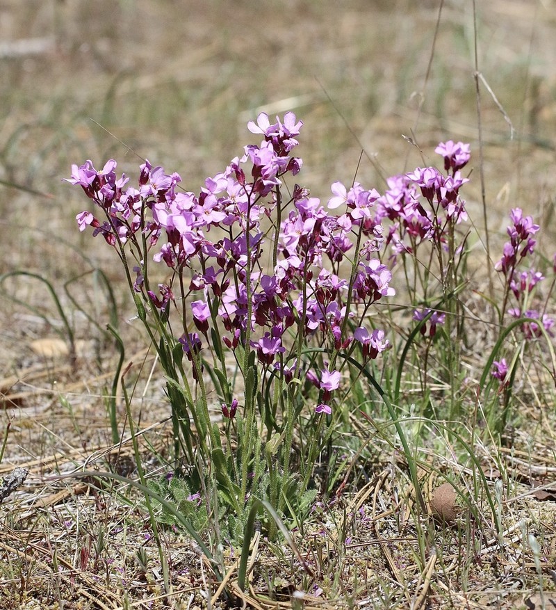 Waldo Rockcress photo 4