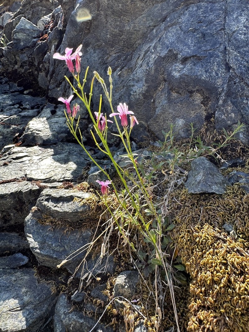 Waldo Rockcress photo 5