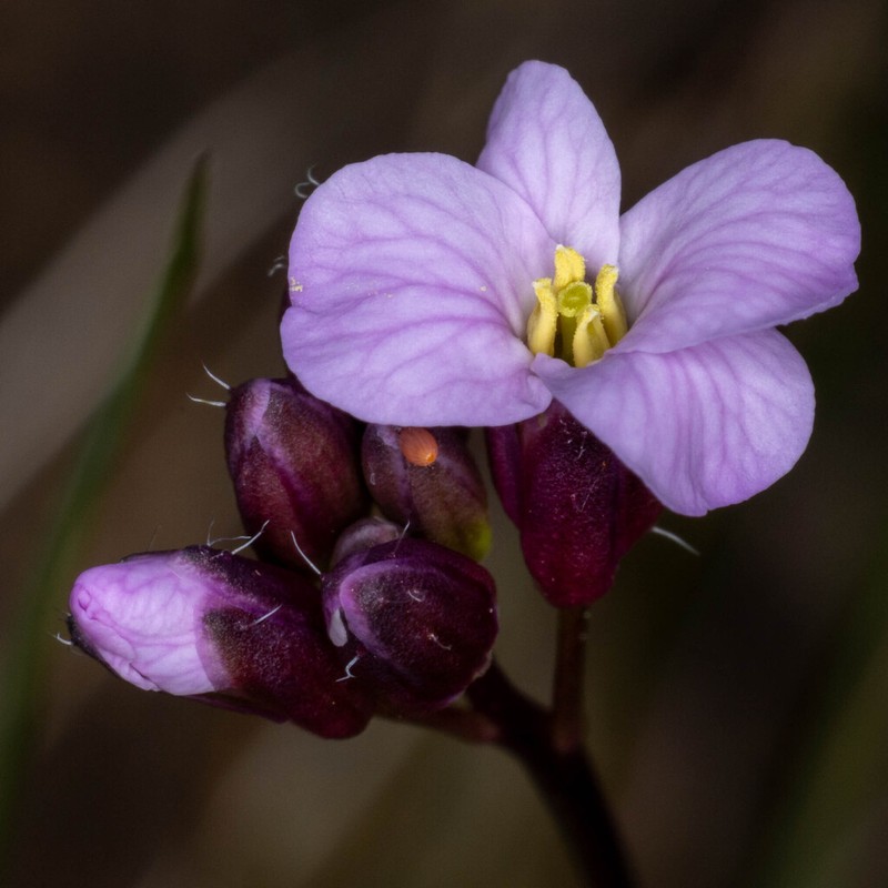 Waldo Rockcress photo 6