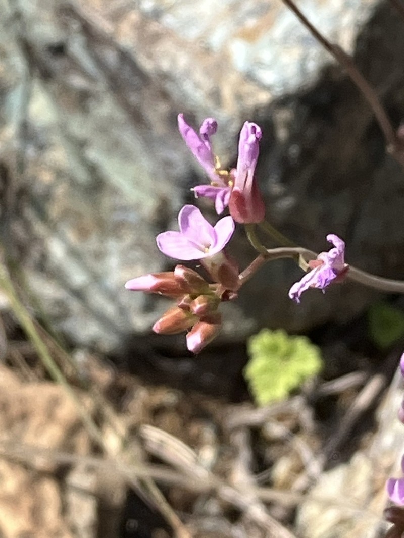 Waldo Rockcress photo 7