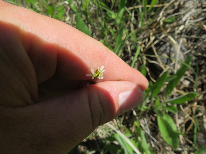 Arabis adpressipilis