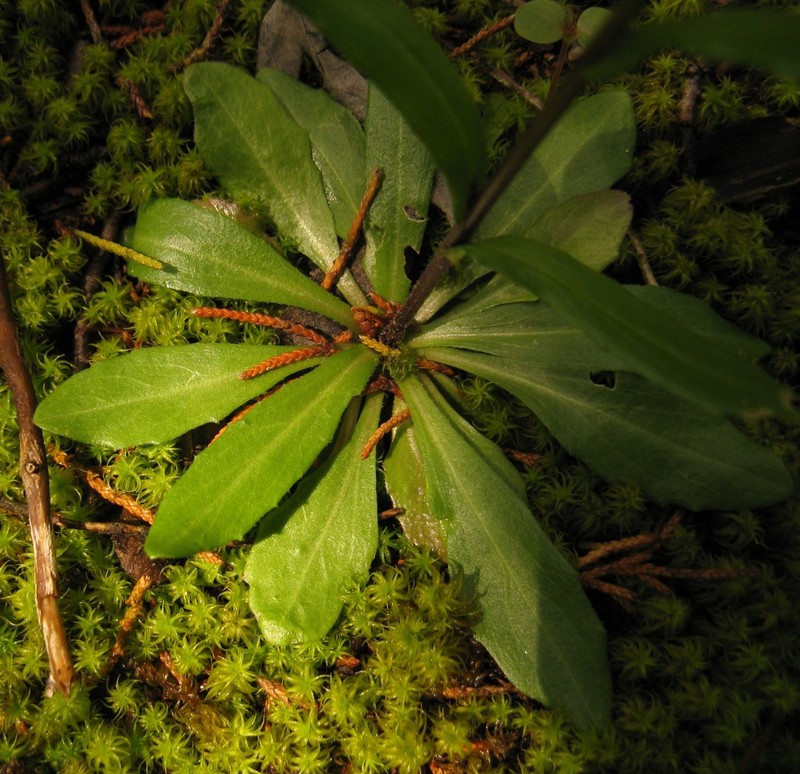 Arabis adpressipilis photo 2