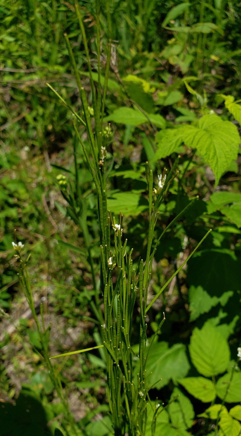 Arabis adpressipilis photo 3