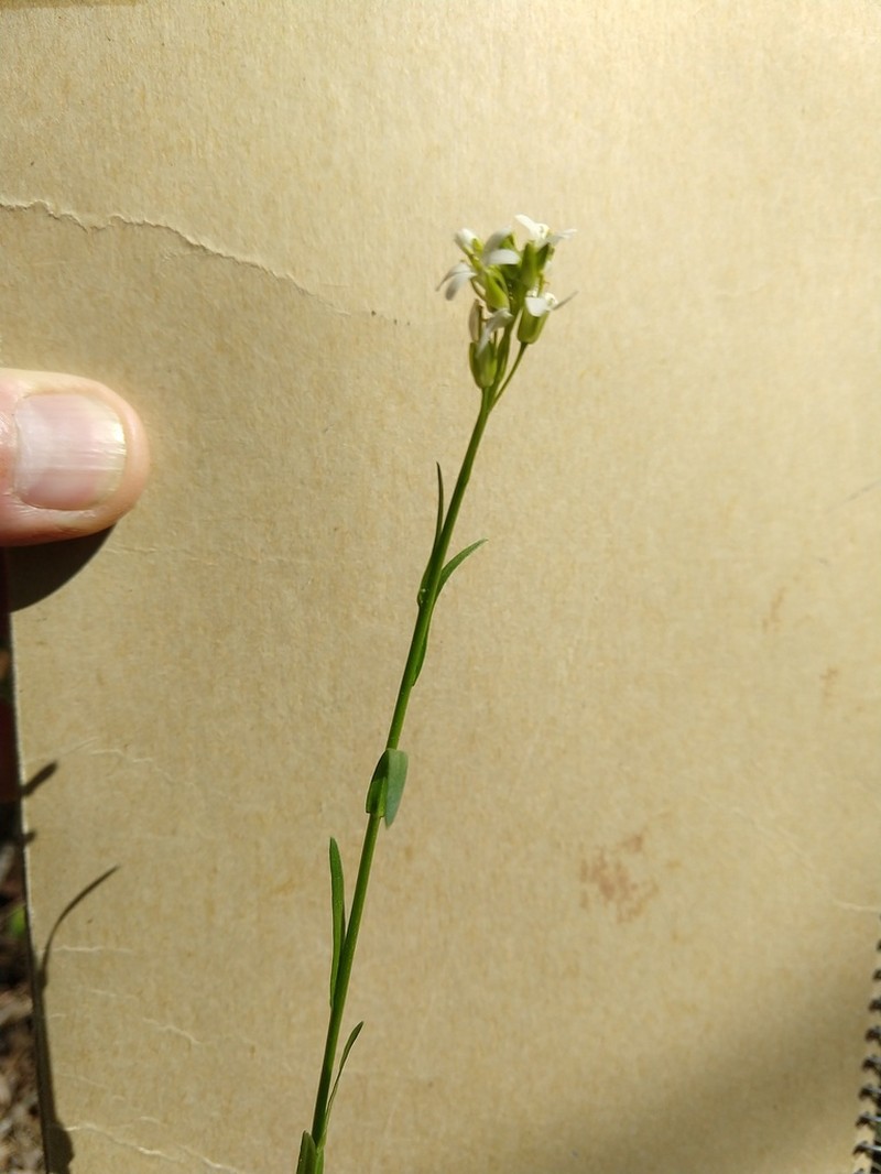 Arabis adpressipilis photo 4