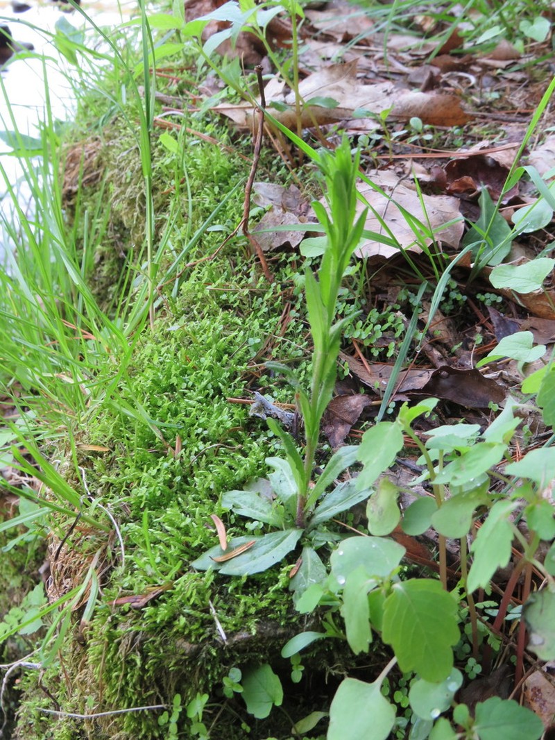 Arabis adpressipilis photo 5