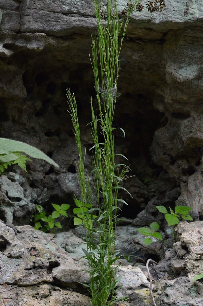 Arabis adpressipilis photo 7