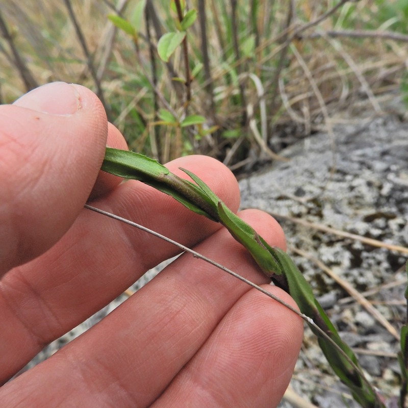 Arabis adpressipilis photo 8