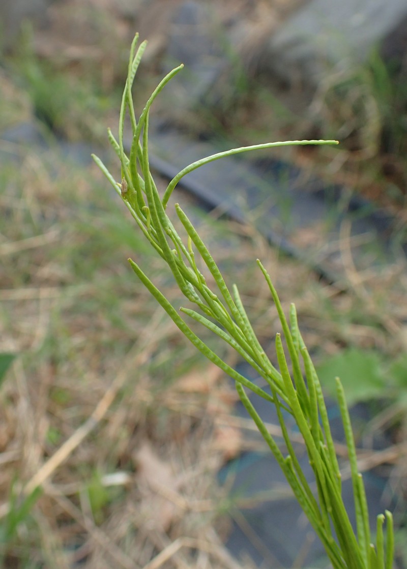 Arabis allionii photo 2
