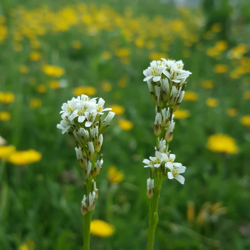 Arabis allionii photo 4