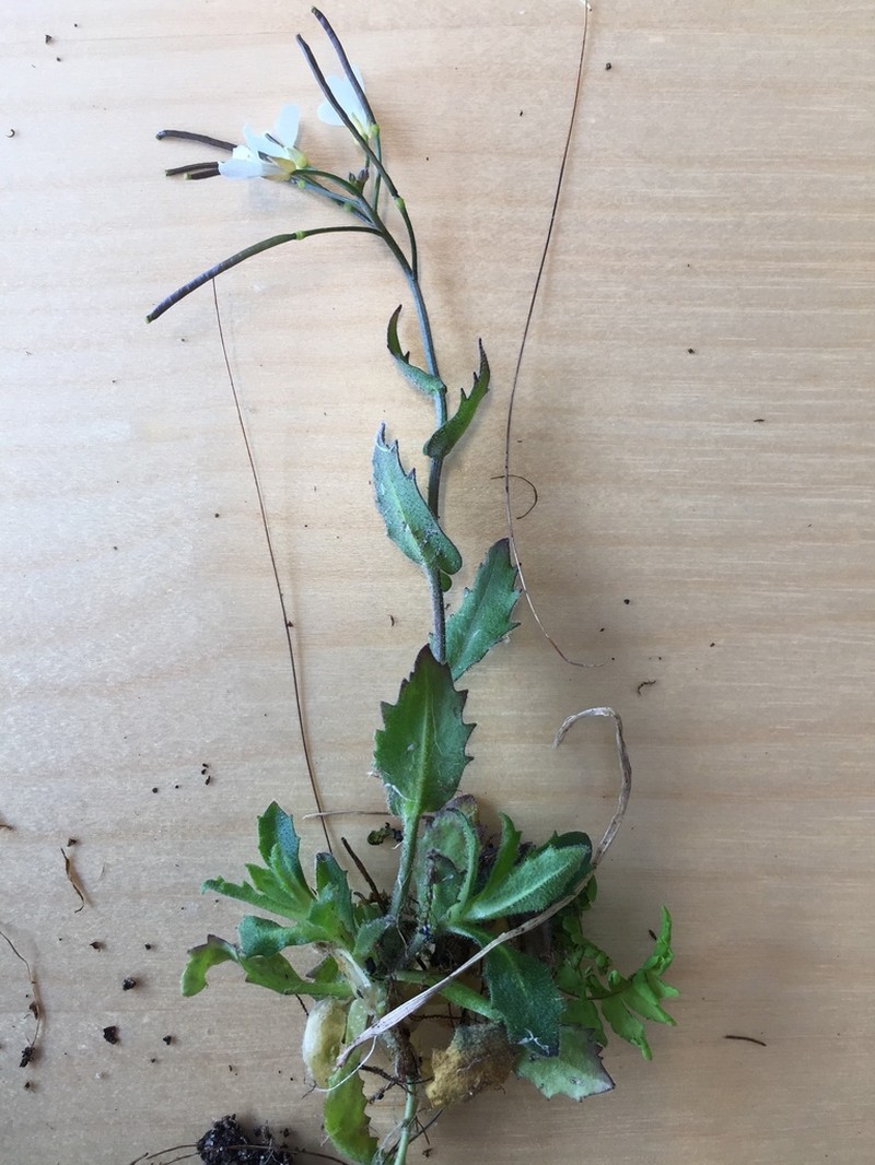 Alpine Rockcress