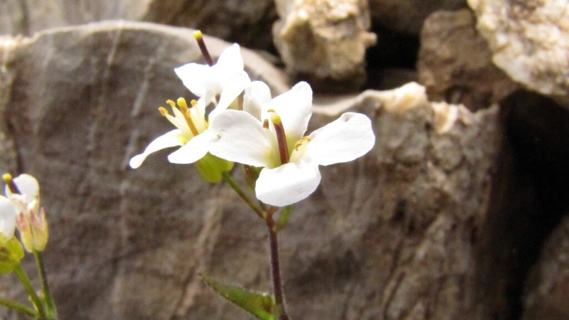 Alpine Rockcress photo 2