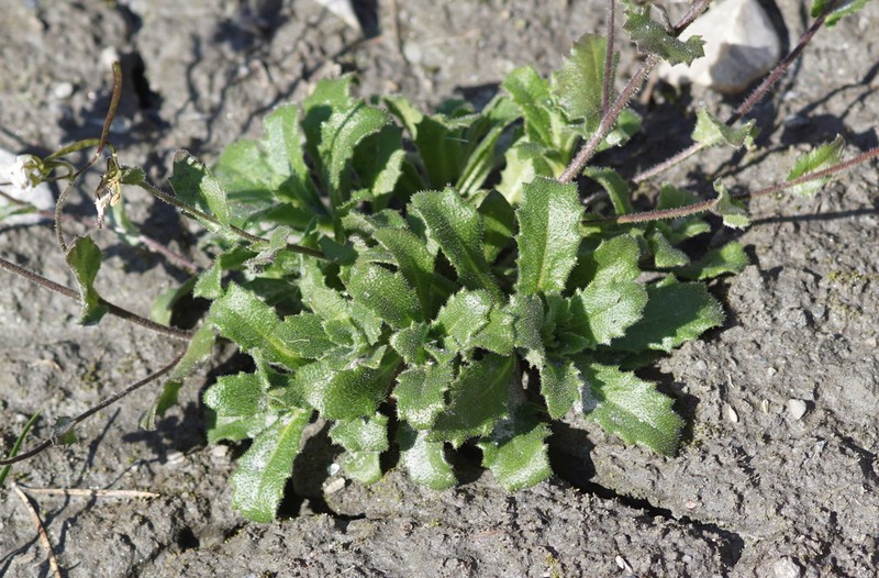 Alpine Rockcress photo 3