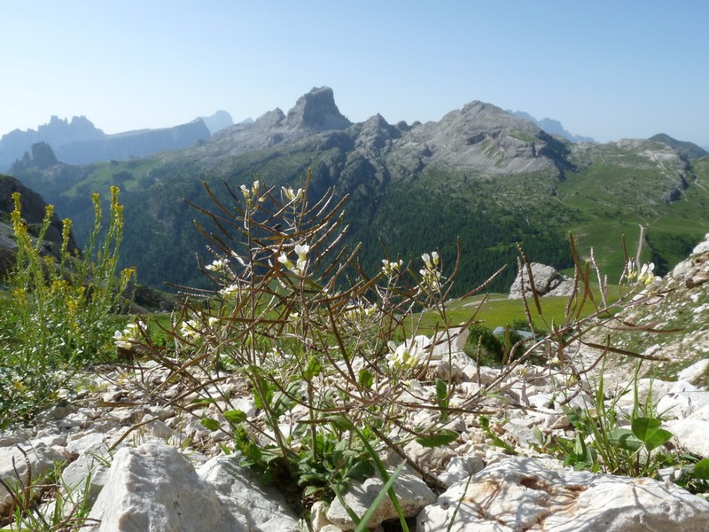 Alpine Rockcress photo 4