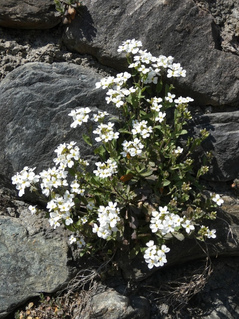 Alpine Rockcress photo 5