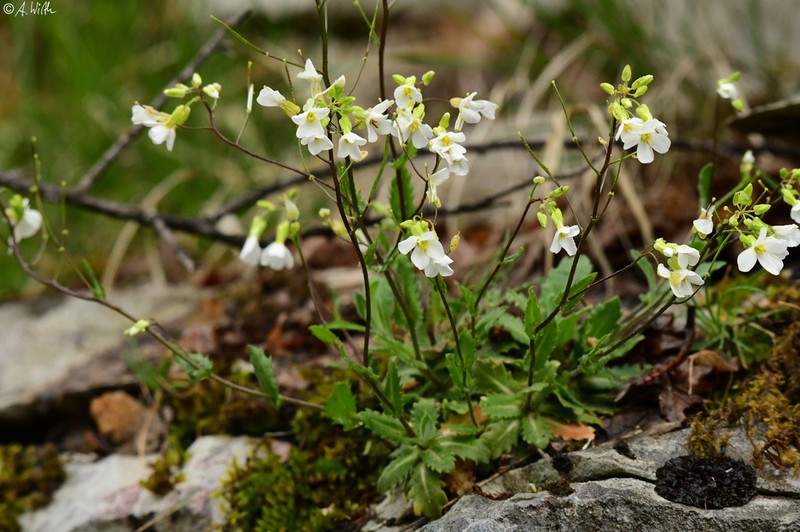 Alpine Rockcress photo 6