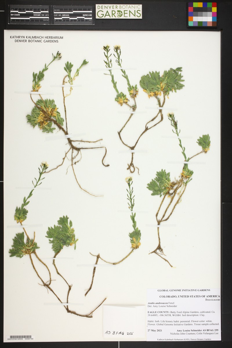 Arabis androsacea