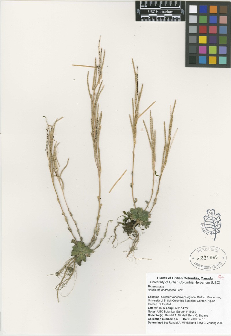 Arabis androsacea photo 3