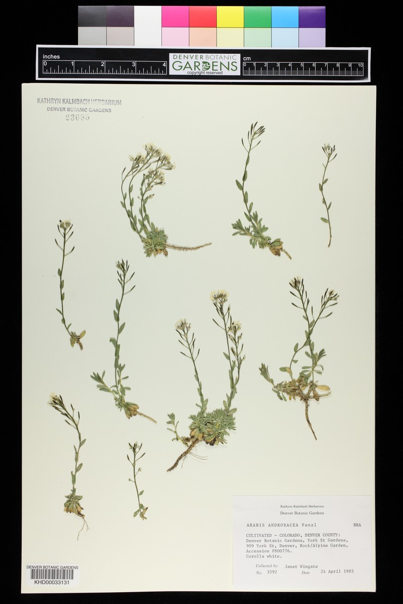 Arabis androsacea photo 4