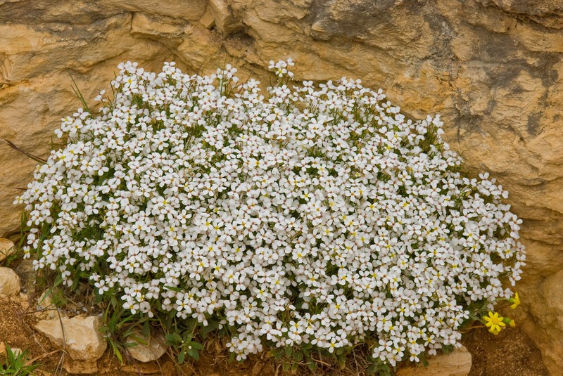Arabis armena
