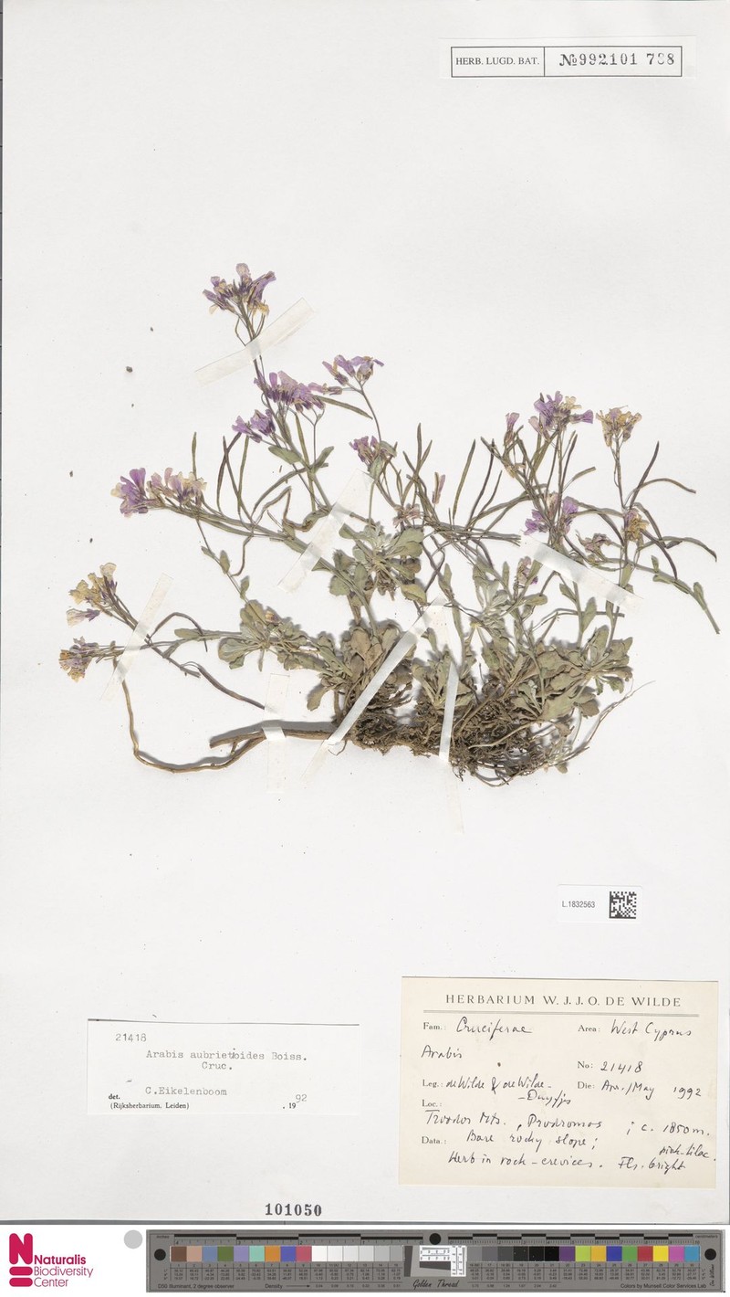 Arabis aubrietioides