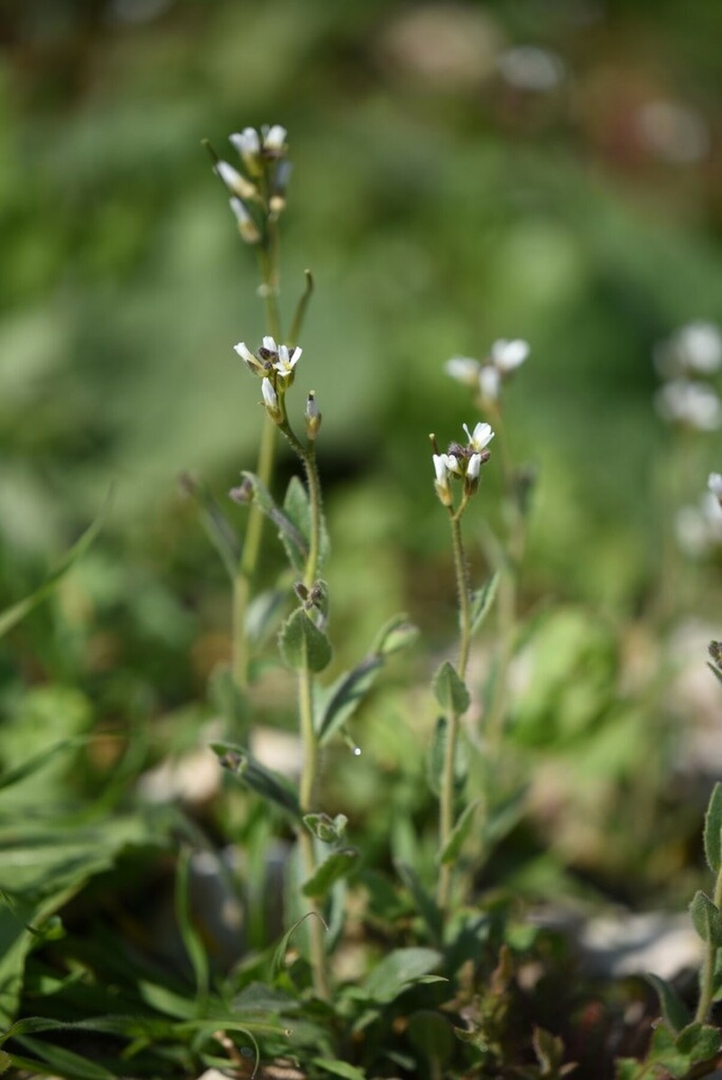 Arabis aucheri