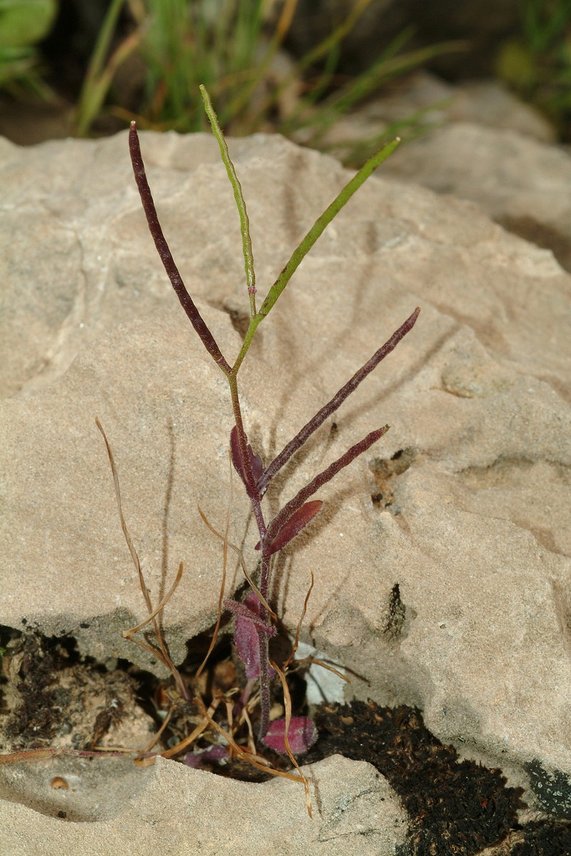 Arabis aucheri photo 2
