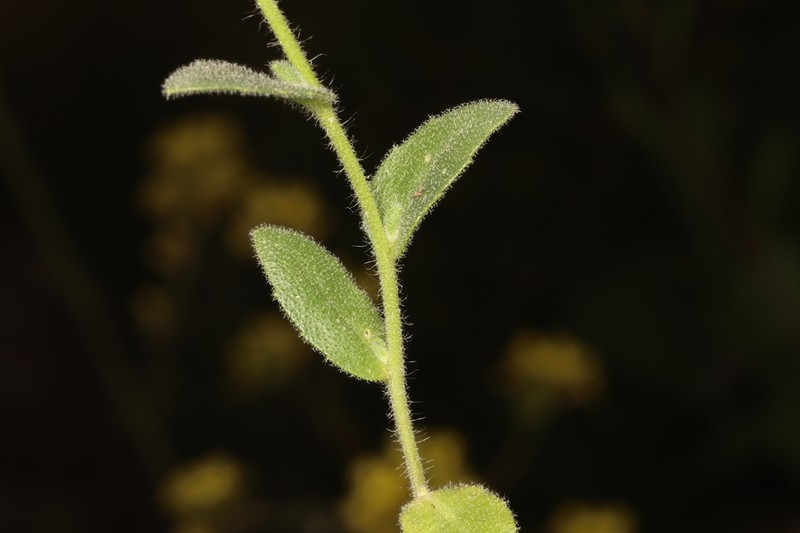 Arabis aucheri photo 3