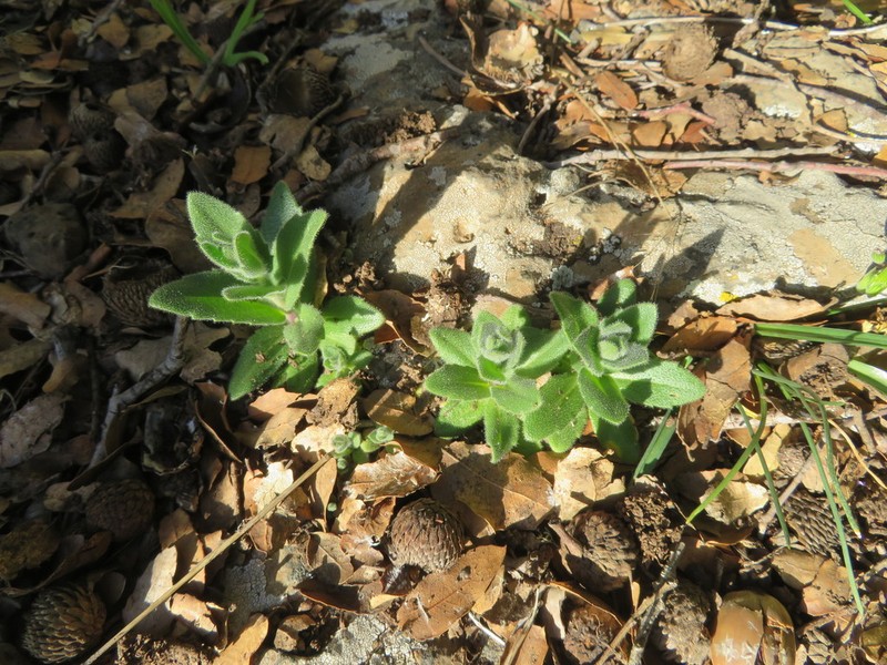 Arabis aucheri photo 4
