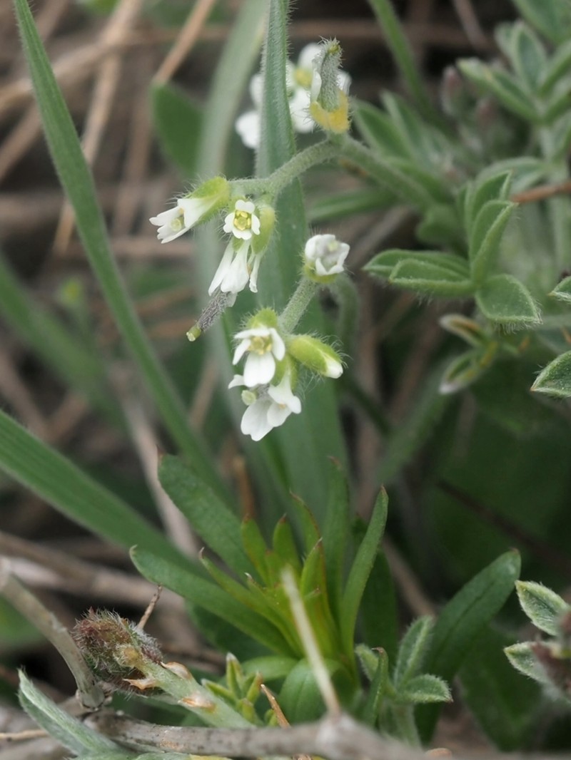 Arabis aucheri photo 5