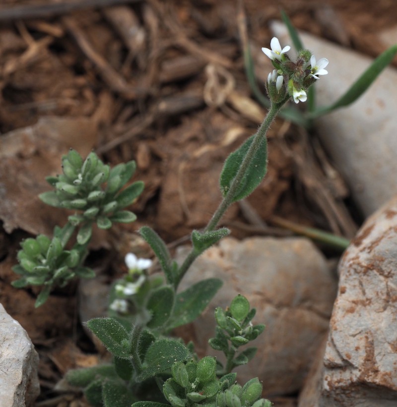 Arabis aucheri photo 6
