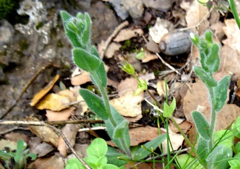 Arabis aucheri photo 7