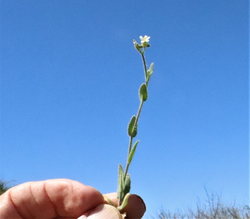 Arabis aucheri photo 8