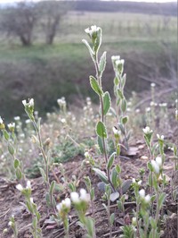 Arabis auriculata
