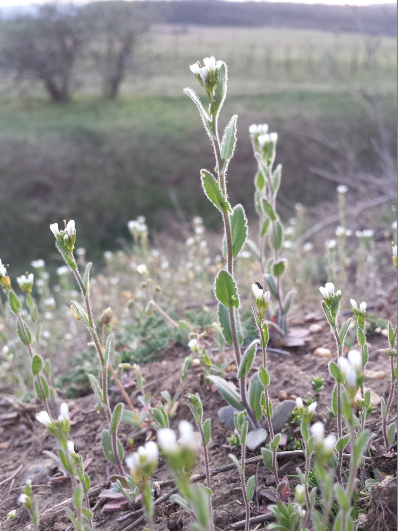 Arabis auriculata