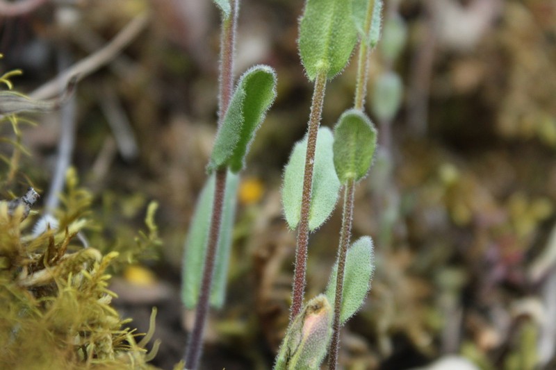 Arabis auriculata photo 2