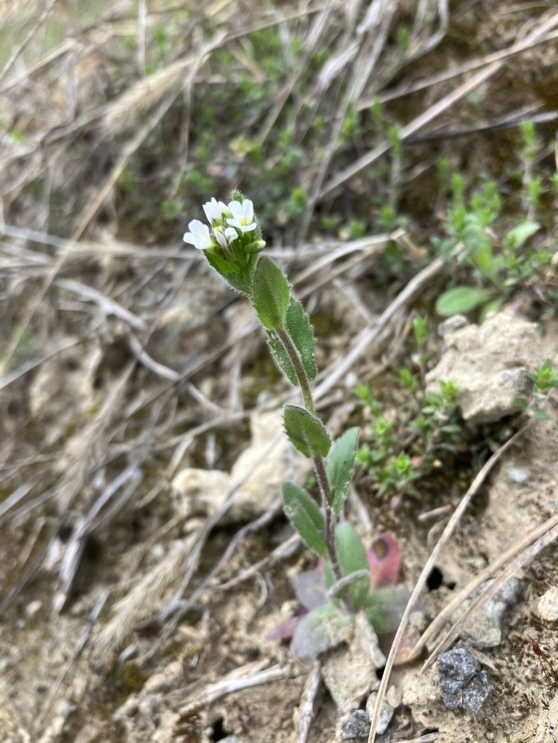 Arabis auriculata photo 3