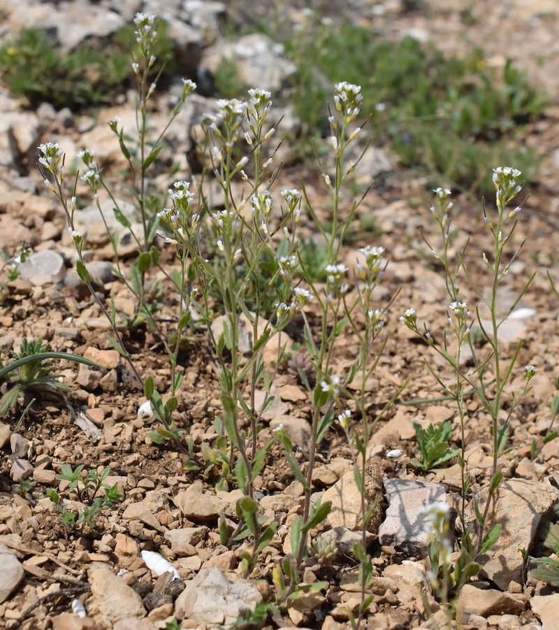 Arabis auriculata photo 4