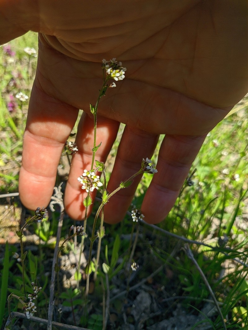 Arabis auriculata photo 5