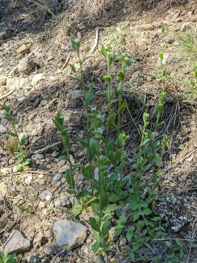 Arabis auriculata photo 6