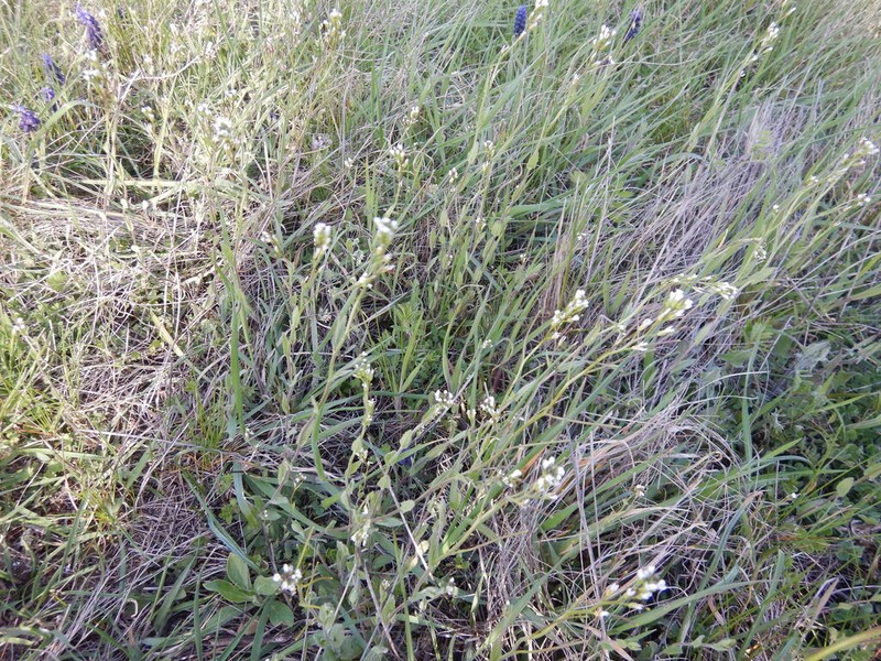Arabis auriculata photo 7