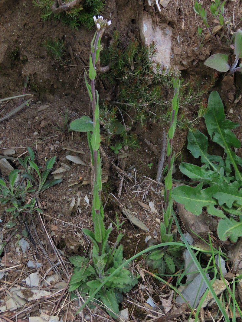Arabis beirana