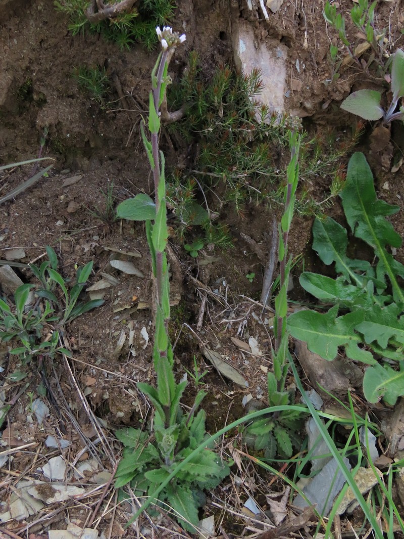 Arabis beirana photo 2
