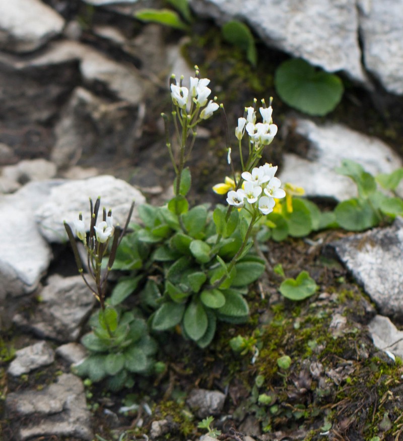 Arabis bellidifolia