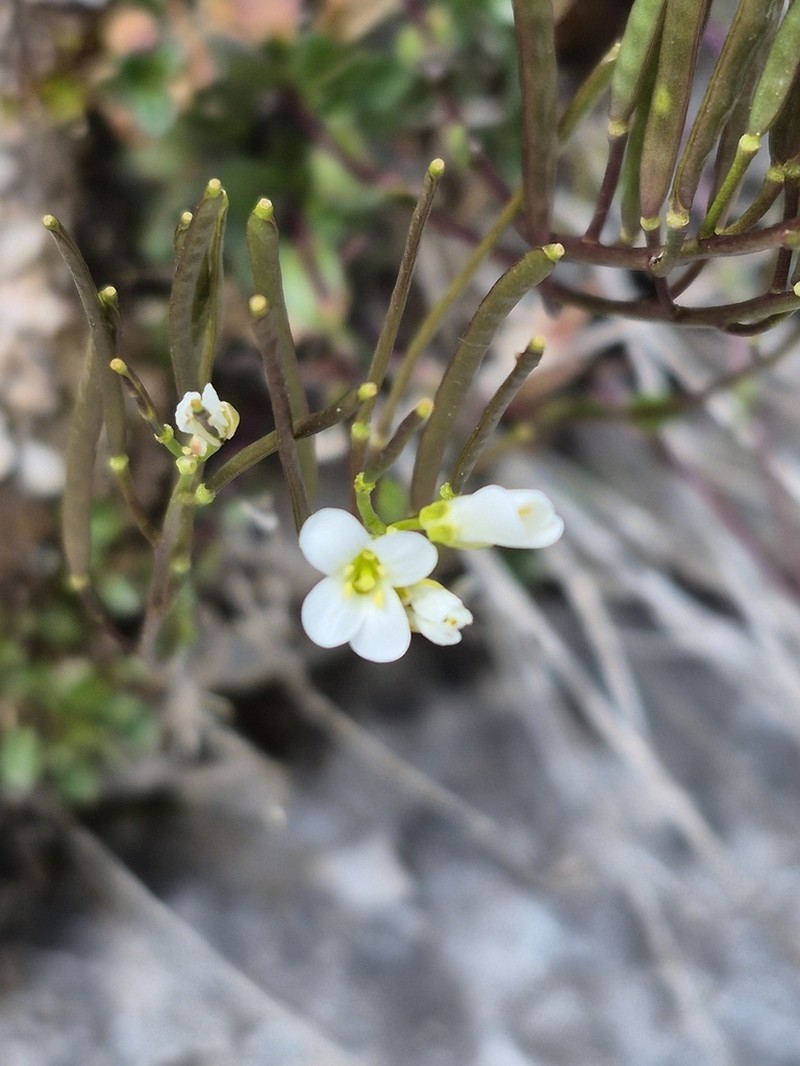 Arabis bellidifolia photo 2