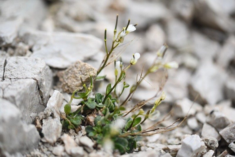 Arabis bellidifolia photo 3