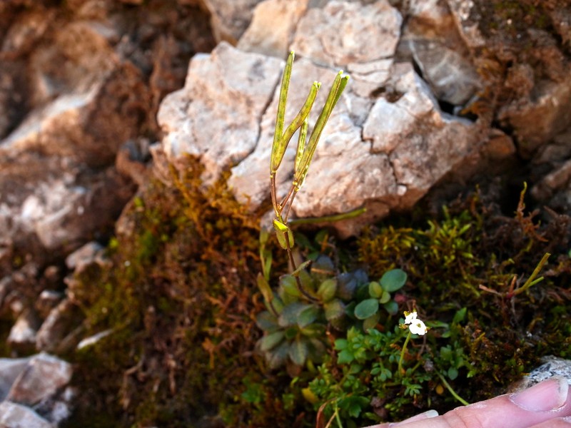 Arabis bellidifolia photo 4
