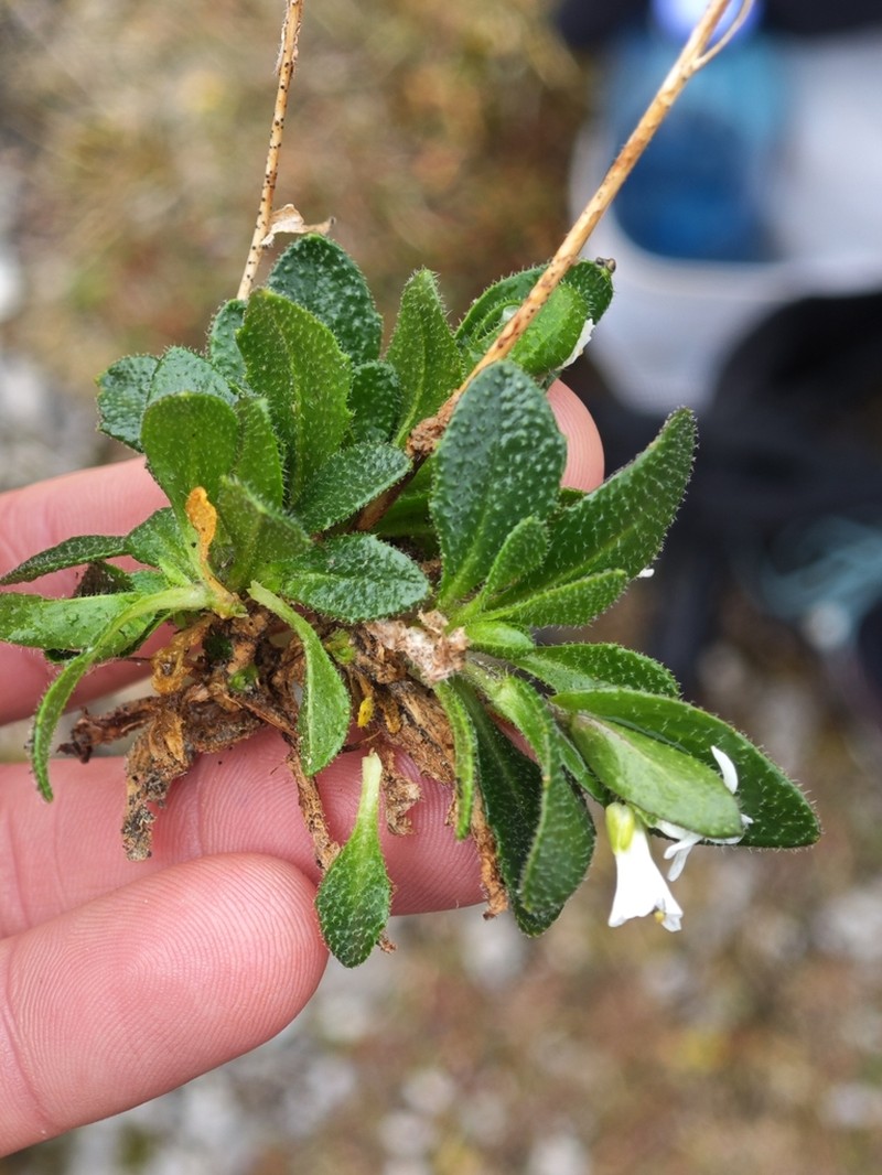 Arabis bellidifolia photo 5