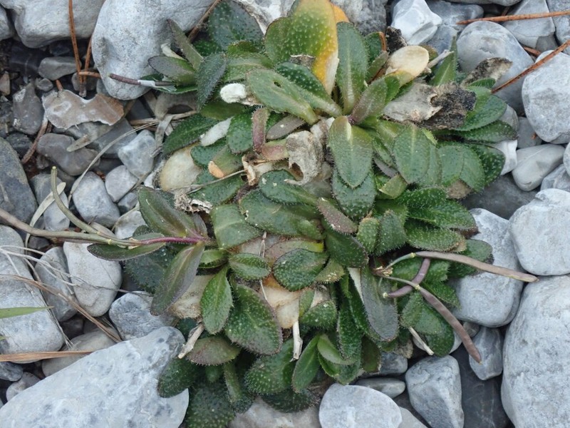 Arabis bellidifolia photo 6