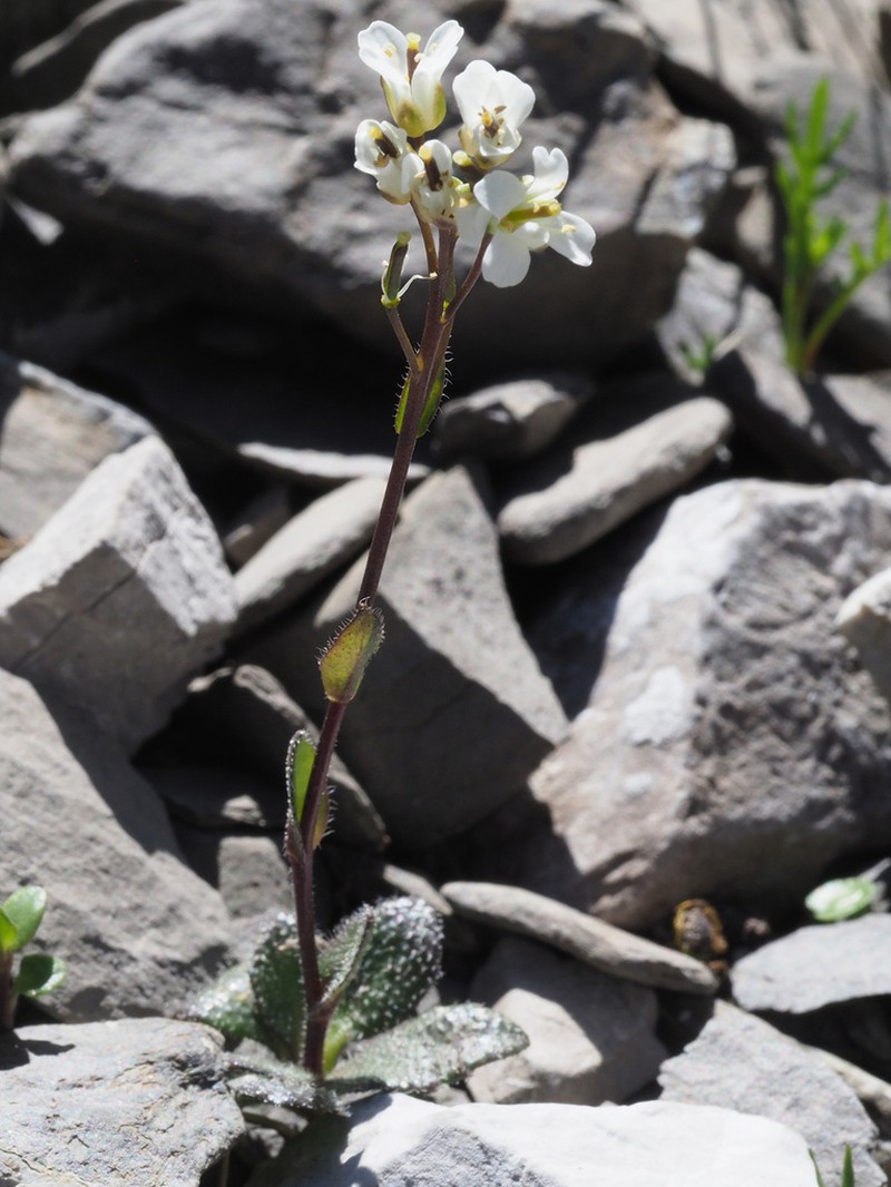 Arabis bellidifolia photo 7